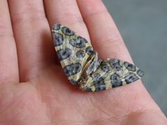 Pantherodes pardalaria