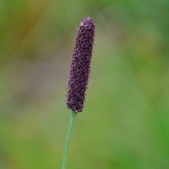 Eryngium ebracteatum