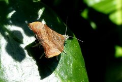 Choreutis nemorana