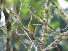 Spinus xanthogastrus