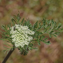 Daucus pusillus