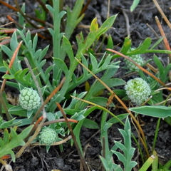 Eryngium divaricatum