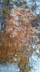 Trentepohlia