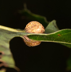 Polystepha symmetrica
