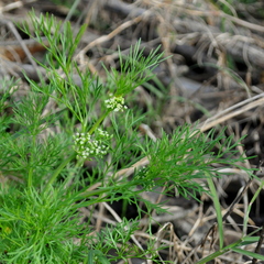 Cyclospermum leptophyllum