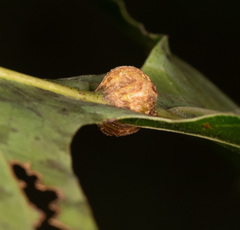 Polystepha symmetrica