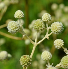 Eryngium horridum