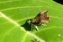 Choreutis nemorana