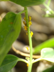 Aphis