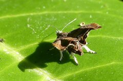 Choreutis nemorana