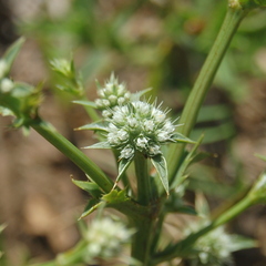 Eryngium nudicaule