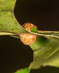 Polystepha symmetrica