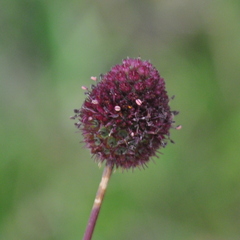 Eryngium sanguisorba