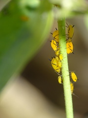 Aphis
