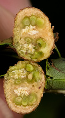 Polystepha symmetrica