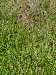 Eryngium sanguisorba