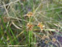 Juncus acuminatus
