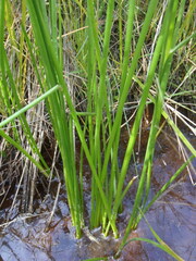Juncus acuminatus