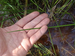 Juncus acuminatus