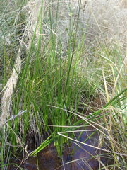 Juncus acuminatus