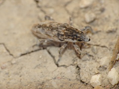 Temnorhinus