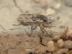 Temnorhinus