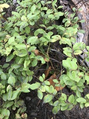 Ericaceae