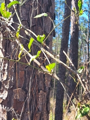 Smilax glauca