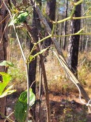 Smilax glauca