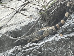 Ctenosaura pectinata