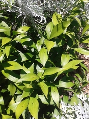 Ruscus hypophyllum