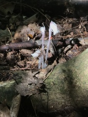 Monotropa uniflora