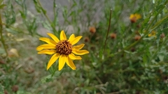 Helianthus laciniatus