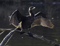 Nannopterum brasilianum