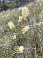 Melaleuca pityoides