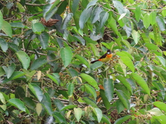 Ramphocelus flammigerus