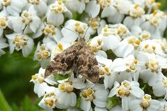 Anthophila fabriciana
