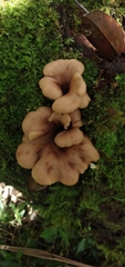 Lentinellus cochleatus