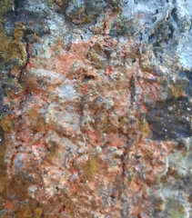 Herpothallon rubrocinctum