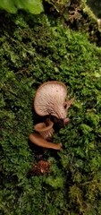 Lentinellus cochleatus