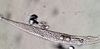 Remanella microstoma - Photo (c) peptolab, some rights reserved (CC BY-NC)