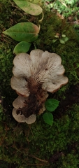 Lentinellus cochleatus