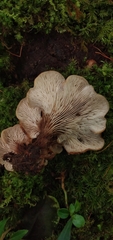 Lentinellus cochleatus