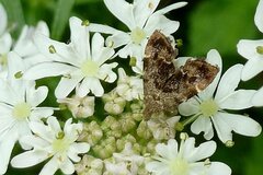 Anthophila fabriciana