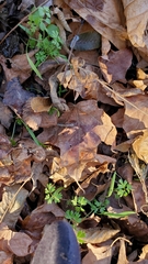 Chaerophyllum procumbens
