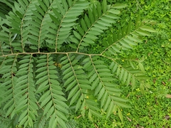 Koelreuteria bipinnata
