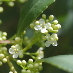 Ilex dumosa