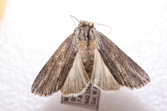 Acronicta lithospila