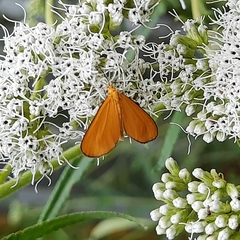 Eudulophasia invaria