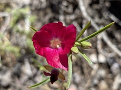 Clarkia tenella